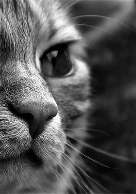 Dummy cat high 280x400